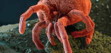 »Drecksarbeit«: So sehen unsere tierischen Mitbewohner unter dem Elektronenmikroskop aus