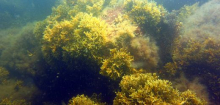 Blasentang-Populationen in der Ostsee: Forscher entdecken womöglich größten Klon der Welt