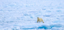 Klimawandel: Globales Meereis schrumpft auf auf historisches Minimum