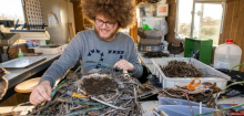 Stadtökologie: Vögel brüten auf Plastikmüll in urbanen Nestern