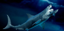 Megalodon: Urzeithai war überraschend schlank
