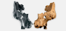 Spanien: Bisher ältestes Gesichtsfossil Europas entdeckt