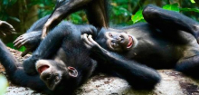 Primatenforschung: Warum spielen erwachsene Schimpansen wie kleine Kinder miteinander?