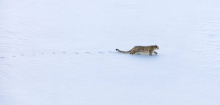 Pakistan: Seltene Sichtung - Schneeleoparden versetzen Naturschützer in Aufregung