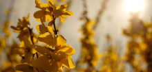 Klimawandel und Natur: Wie Pflanzen den Frühlingsanfang beeinflussen