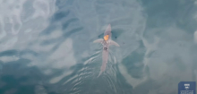 Neuseeland: »Sharktopus«-Video - dieser Oktopus reitet auf dem Kopf eines Hais