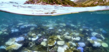 Great Barrier Reef und Ningaloo Reef: Australiens Korallenriffe zeitgleich von Bleiche betroffen