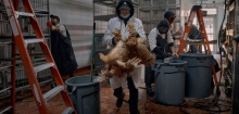 Vogelgrippe in den USA: Ein Jahr nach Kuh-Fall – wie gefährlich ist H5N1?