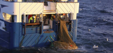 Fischfang: Fischerei mit Schleppnetzen verursacht laut Studie Milliardenschäden