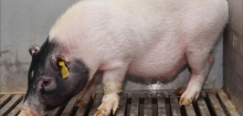 China: Schweineleber erstmals in Hirntoten transplantiert