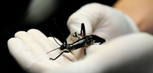 Baumhummer im Prager Zoo: Dieser Hummer lebt auf Bäumen