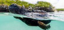 Uganda: Schmuggel seltener Galapagos-Leguane aus Ecuador nimmt zu