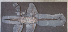 Schwaben: Deutsches Plesiosaurus-Fossil verändert Sichtweise auf eine ganze Art