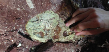 Kriminalfall der Urzeit: Massengrab riesiger Amphibien in Wyoming entdeckt