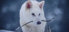 Bekannt aus »Game of Thrones«: »Dire Wolf«-Experiment im Genlabor