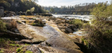 Rheinfall: Moos-Felsen statt tosende Fluten