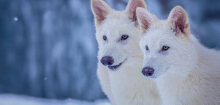 Schattenwolf: Haben Forschende wirklich den Dire Wolf wiederbelebt?
