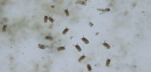 Das Oropouche-Virus breitet sich in Lateinamerika aus