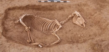 Stuttgart: Archäologen entdecken römischen Pferdefriedhof