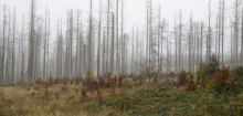Rund ein Viertel der Wälder muss aufgeforstet werden