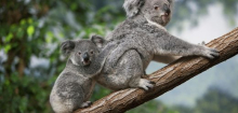 Australien: Regierung nach Tötung von 700 Koalas in der Kritik