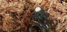 Seltene Schneckenart legt Eier aus ihrem Hals