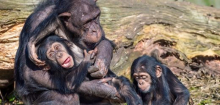Schimpansen: Babys haben stabilere Mutter-Kind-Beziehungen