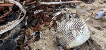 Australien: Giftige Alge löst Massensterben von Tieren aus