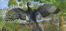 Archäopteryx flatterte wohl wie ein Hühnchen