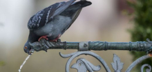 Tauben vertreiben: Das können Sie gegen die Vögel auf Balkon oder Terrasse tun