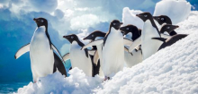 Klimawandel: Pinguin-Kot bremst offenbar Erwärmung der Antarktis