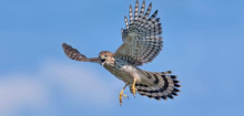 Kluger Greifvogel: Rundschwanzhabicht nutzt rote Ampelphase zur Jagd auf Spatzen