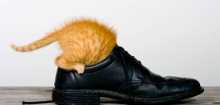 Katzen erkennen Menschen am Geruch - Studie zeigt nun, wie genau