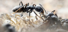 Invasive Arten: Neue nationale Liste soll Schutz vor Ameisen verbessern
