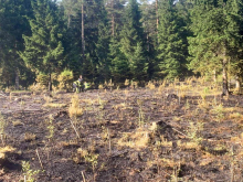 Med Smlednikom in Trbojami pogorelo pet hektarjev gozda