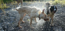 Wetter: Wie Sie Hund und Katze vor Hitze schützen
