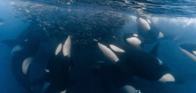Schwertwale: Orcas putzen einander offenbar mit selbstgebauten Werkzeugen aus Algen