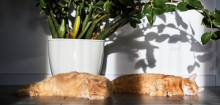 Katzen schlafen gern auf der linken Seite – um schneller reagieren zu können?