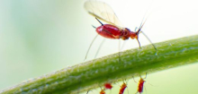 Blattläuse im Garten: Wie rette ich meine Pflanzen bei einem Befall?