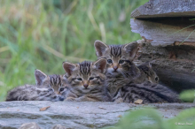 Wildkatzen-Vierlinge und Luchs-Zwillinge: Am Wilden Berg Mautern freut man sich über tierischen Nachwuchs