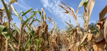 Klimawandel: EU-Klimaziel für 2040 könnte Klimaneutralität bis 2050 gefährden