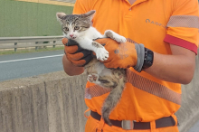 Verängstigtes Katzenbaby von der Schnellstraße gerettet