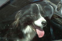 In der prallen Sonne : Hund in Kärnten aus völlig überhitztem Auto gerettet 