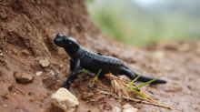 Amphibien: Achtung! Alpensalamander sind jetzt besonders aktiv