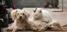 Leben mit Tieren: Hunde und Katzen fördern die geistige Gesundheit im Alter