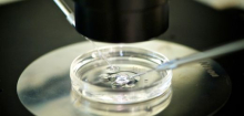 Fortpflanzungsbiologie: Kommen Spermien und Eizellen bald aus dem Labor?