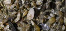Quagga-Muscheln erobern den Bodensee - Fressfeinde gesucht