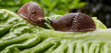 Was tun gegen Nacktschnecken? Hilft Bier gegen eine Schneckenplage im Garten?