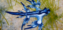 Mallorca: Forscherin will »Blauen Drachen« entdeckt haben
