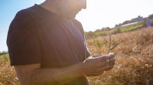 Neogranìa, la filiera del grano che sfida il mercato di massa